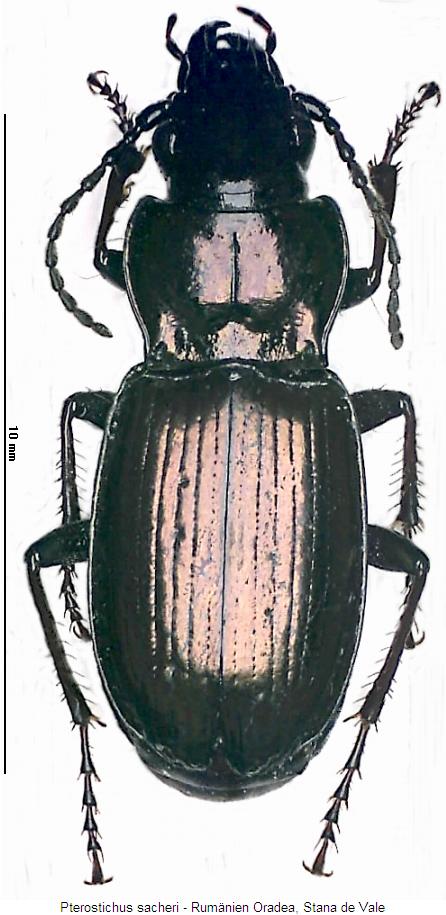 pterostichus_sacheri_hab.jpg