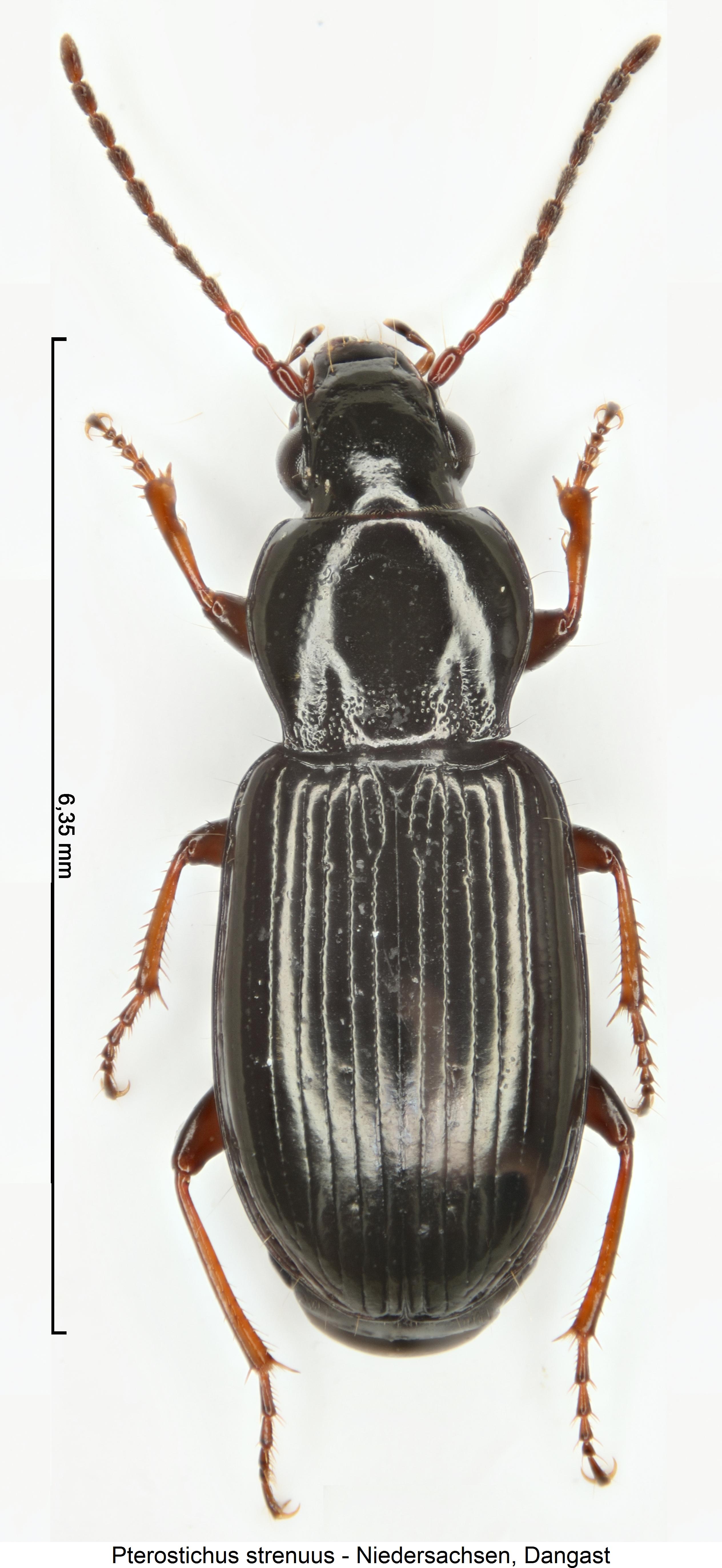 pterostichus_strenuus_hab.jpg