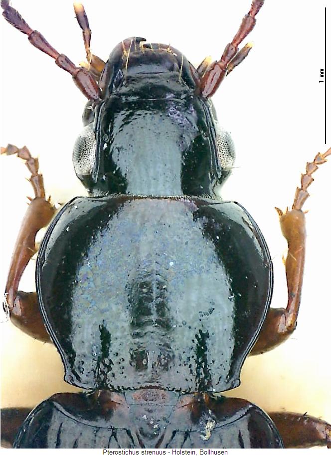 pterostichus_strenuus_vk.jpg