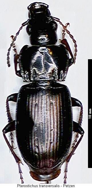 pterostichus_transversalis_hab.jpg