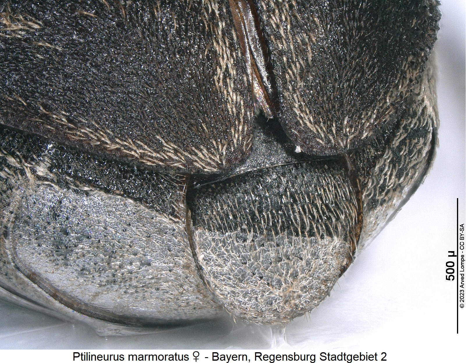ptilineurus_marmoratus_w_pyg.jpg