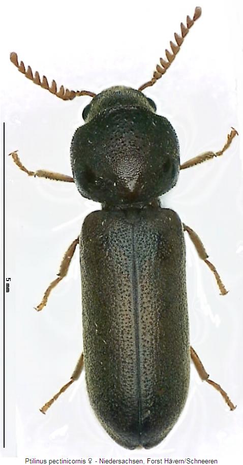 ptilinus_pectinicornis_w_hab.jpg
