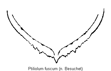 ptiliolum_fuscum_pyg.gif