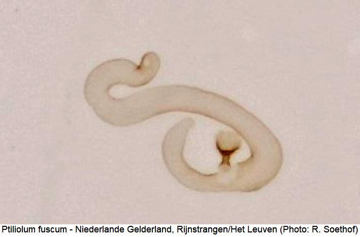 ptiliolum_fuscum_sperm.jpg