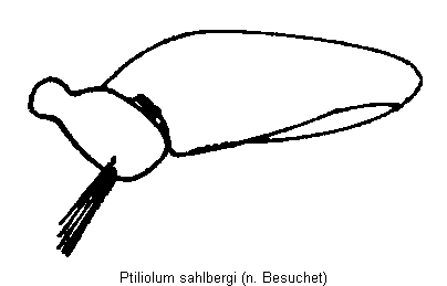 ptiliolum_sahlbergi_hschl.gif