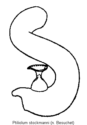 ptiliolum_stockmanni_sperm.gif