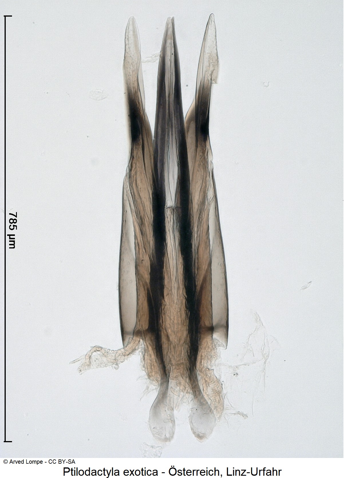 ptilodactyla_exotica_ck34357973.jpg