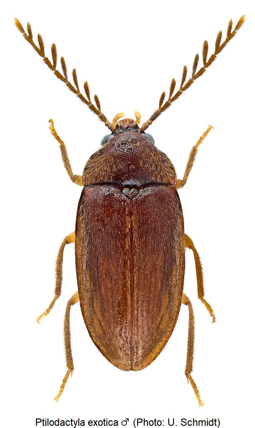 ptilodactyla_exotica_m_hab-1.jpg