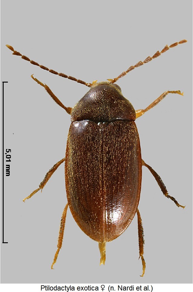 ptilodactyla_exotica_w_hab.jpg