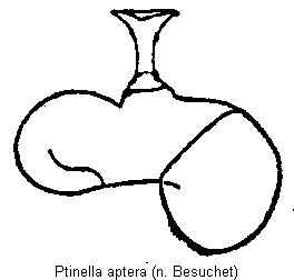 ptinella_aptera_sperm.gif