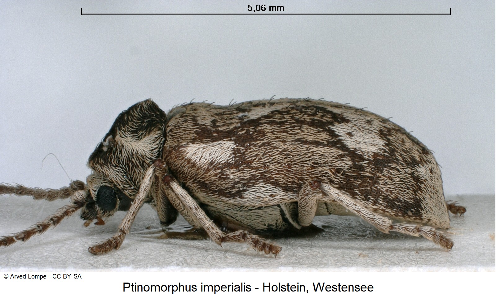ptinomorphus_imperialis_$9318_sa.jpg