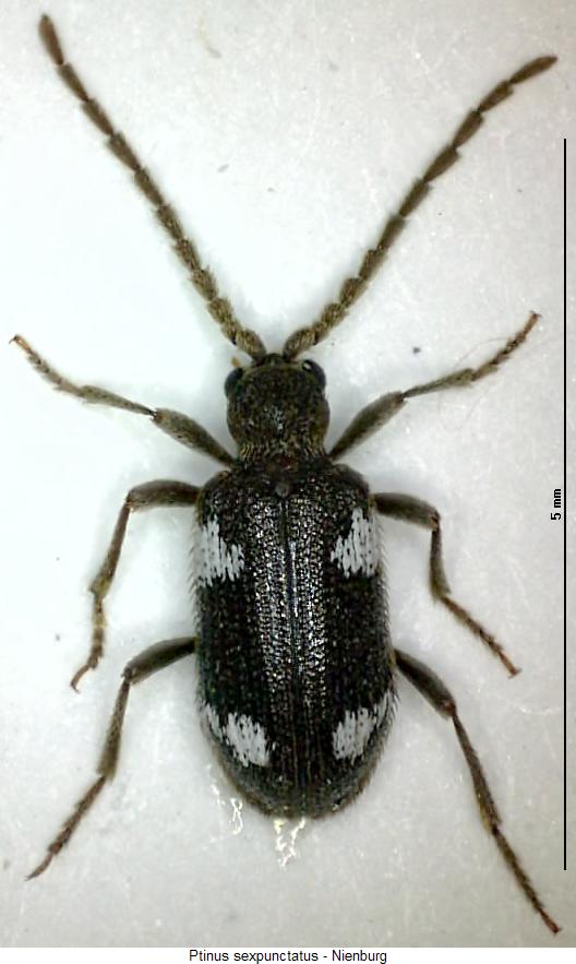 ptinus_sexpunctatus_hab.jpg