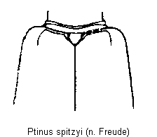 ptinus_spitzyi_fld.gif