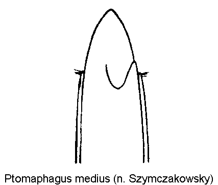ptomaphagus_medius1.gif