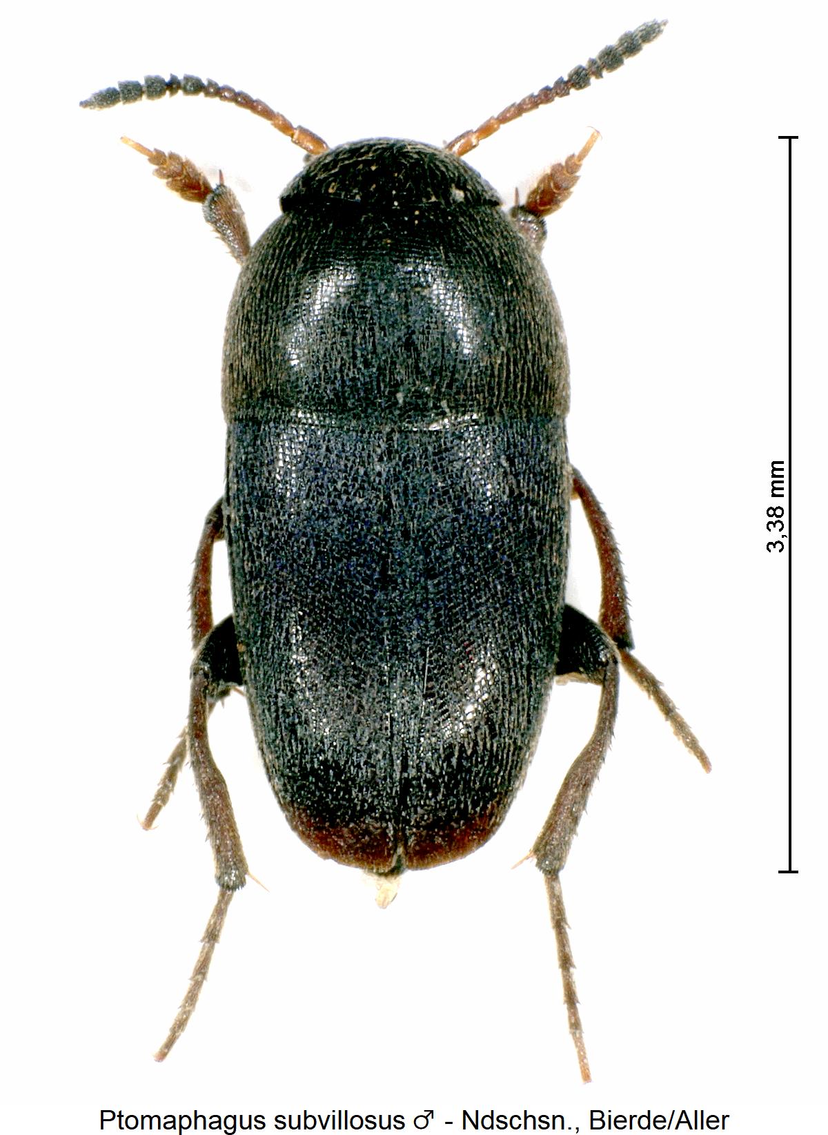 ptomaphagus_subvillosus_m_hab.jpg