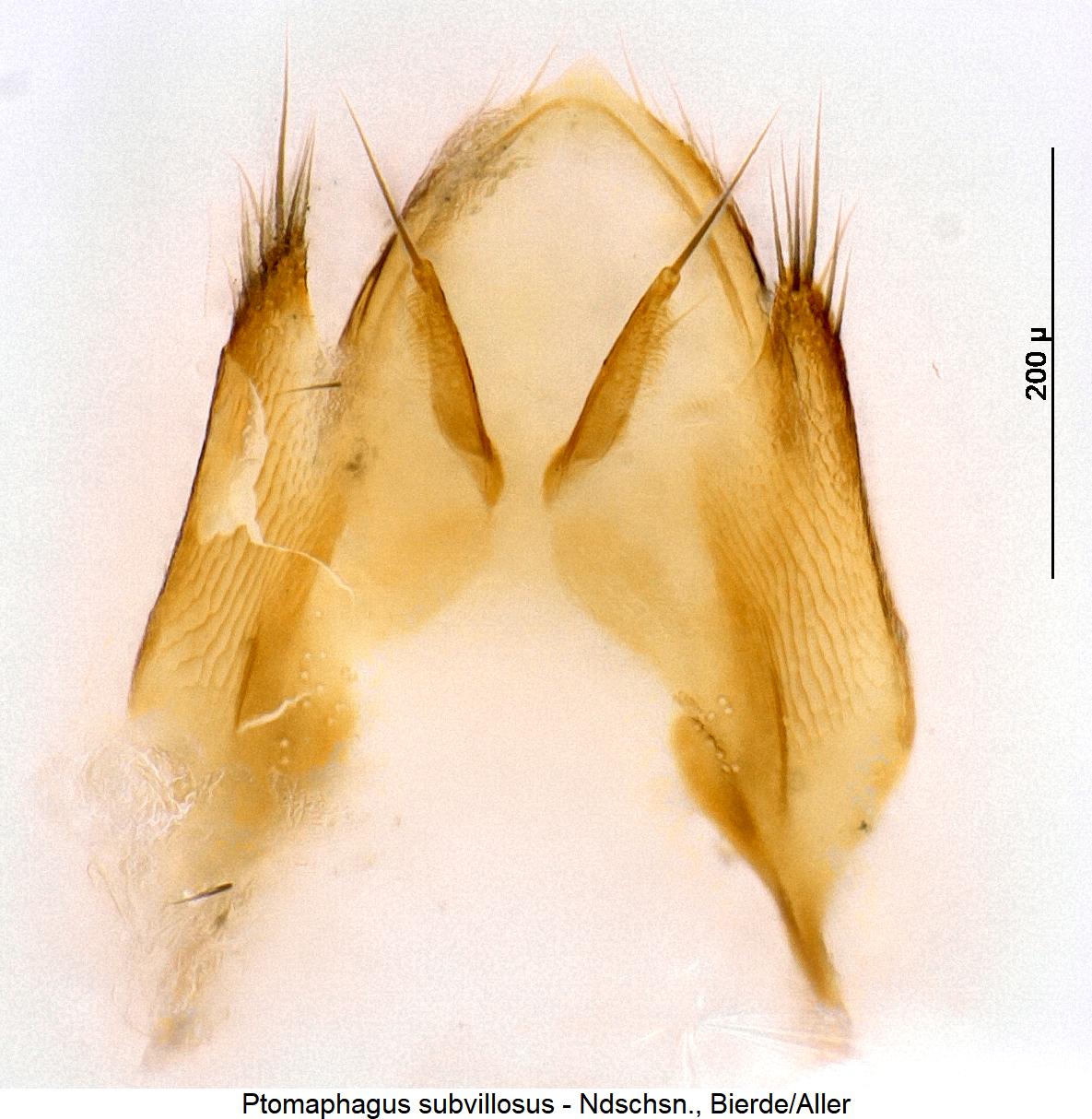 ptomaphagus_subvillosus_ovi.jpg