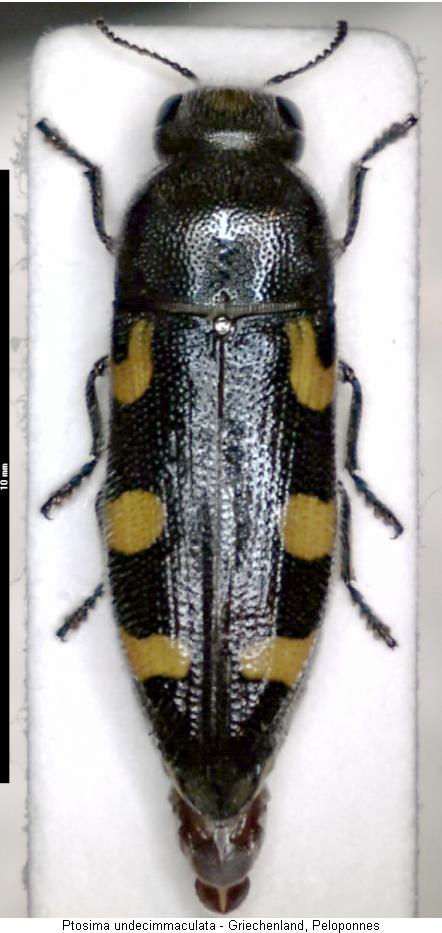 ptosima_undecimmaculata_hab.jpg