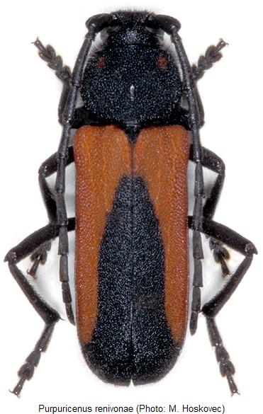 purpuricenus_renivonae_hab.jpg