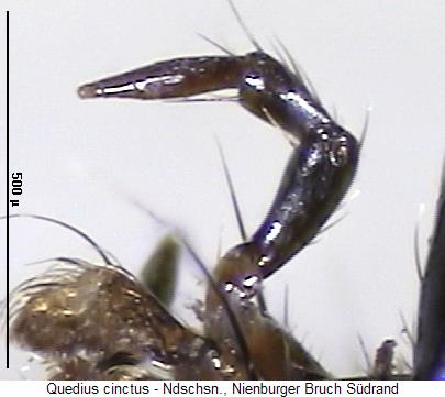 quedius_cinctus_ts.jpg