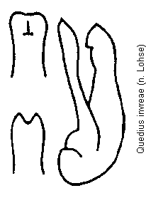 quedius_invreae.gif