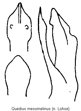 quedius_mesomelinus.gif