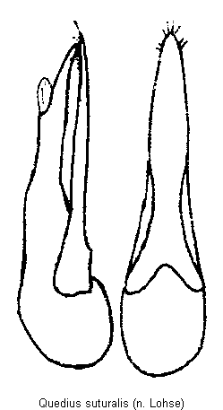 quedius_suturalis.gif