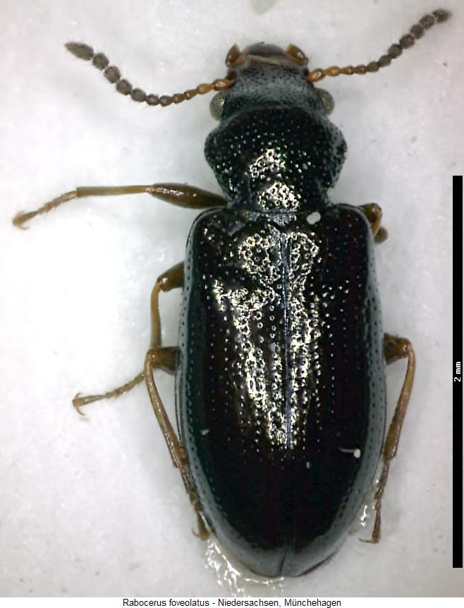 rabocerus_foveolatus_hab.jpg