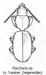 reicheia_sp_hab.jpg