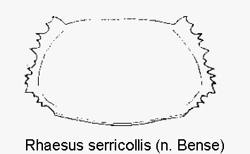 rhaesus_serricollis_hsch.gif