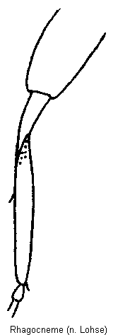 rhagocneme_hschn.gif