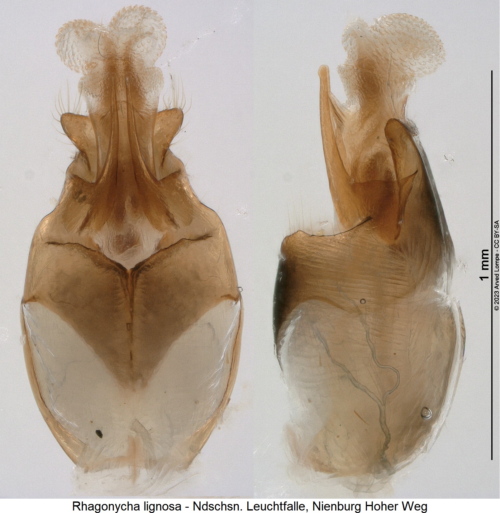 rhagonycha_lignosa.jpg