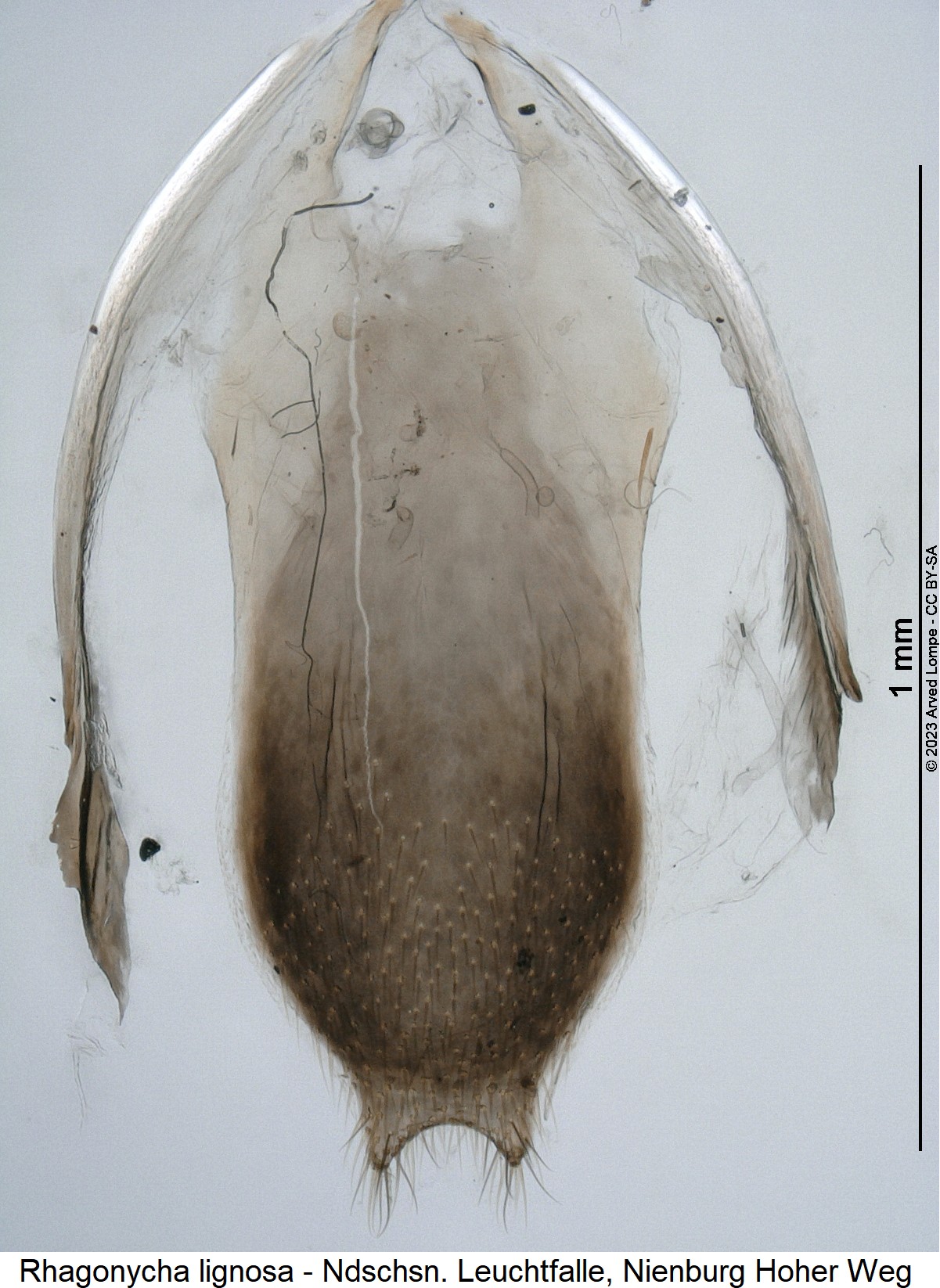 rhagonycha_lignosa_ster.jpg