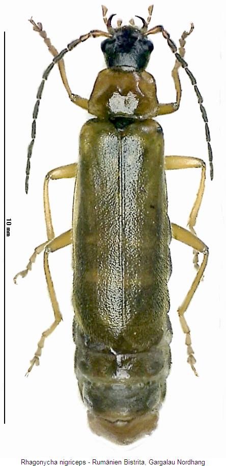 rhagonycha_nigriceps_hab.jpg