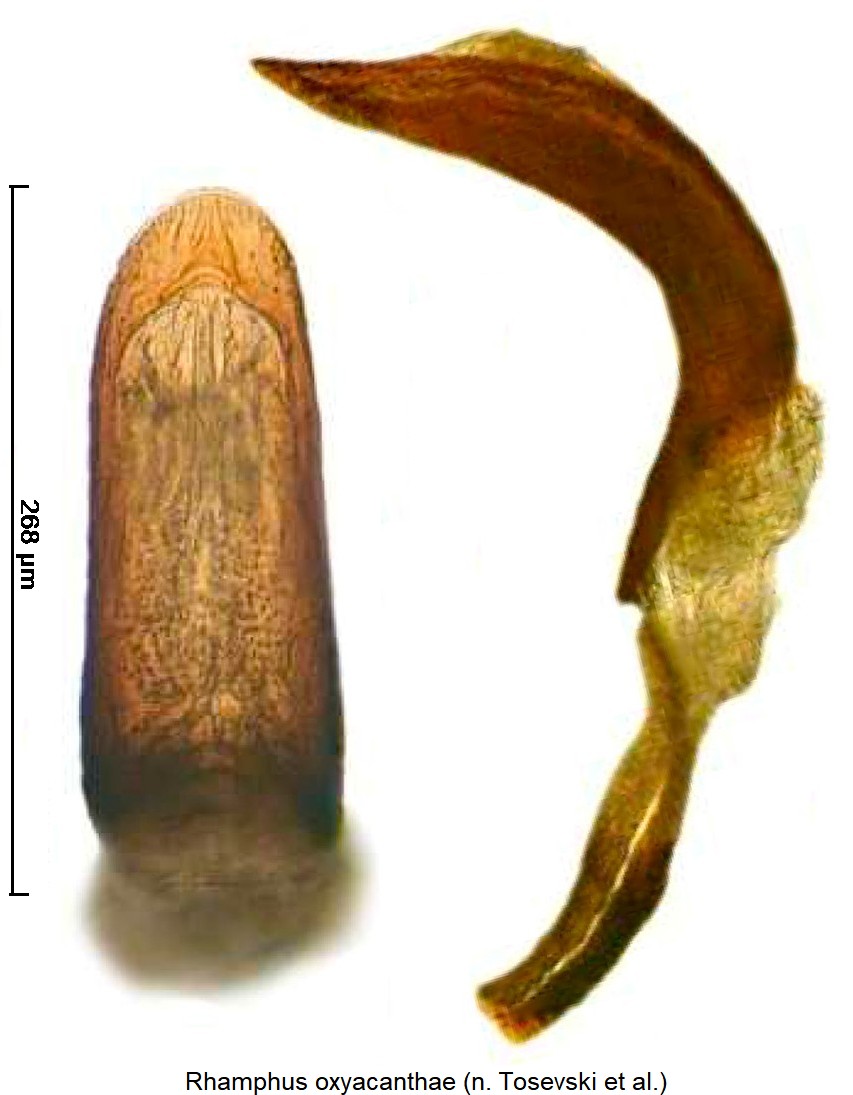 rhamphus_oxyacanthae-1.jpg