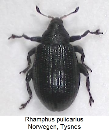 rhamphus_pulicarius_hab.jpg