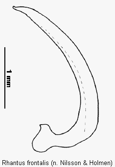 rhantus_frontalis.gif