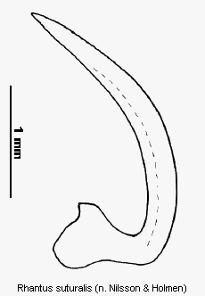 rhantus_suturalis.gif