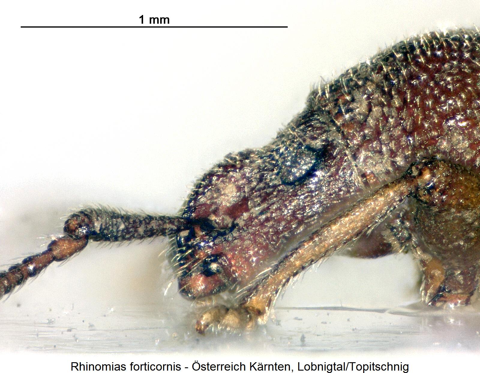 rhinomias_forticornis_sa.jpg