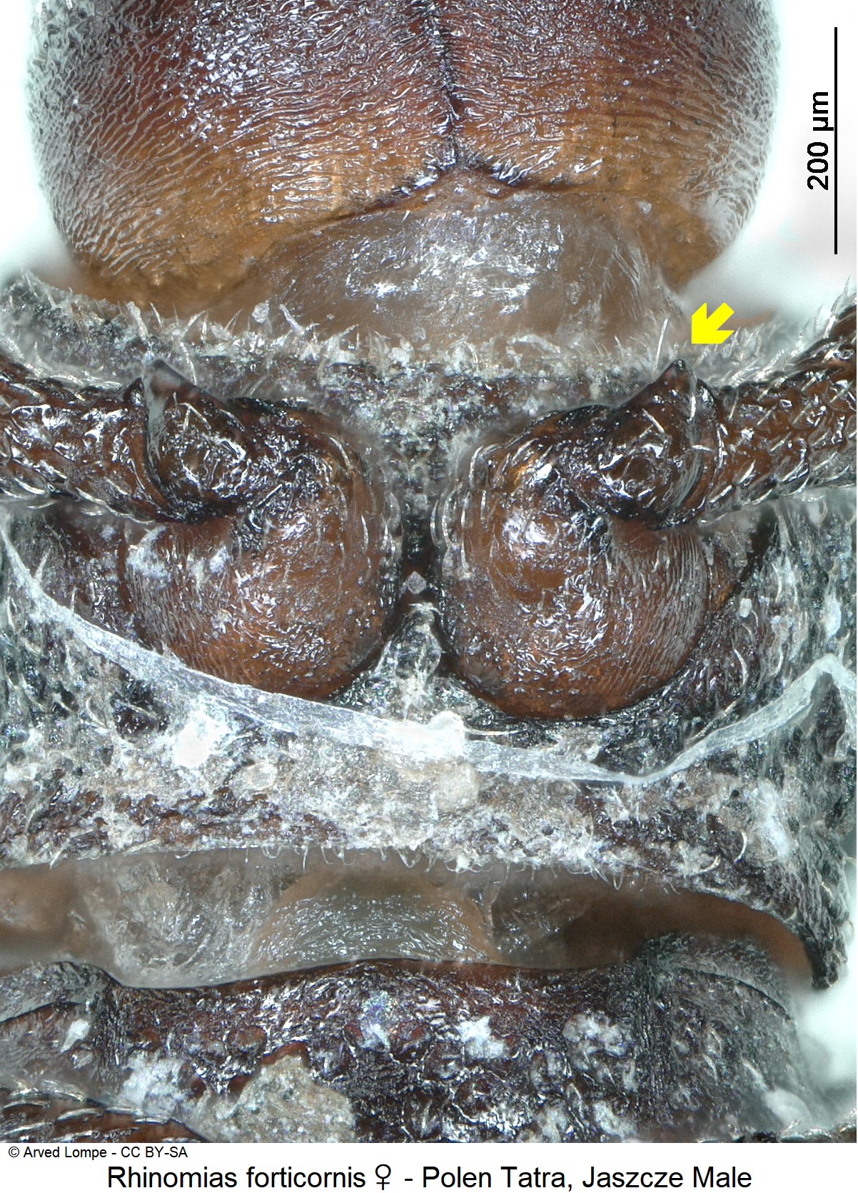 rhinomias_forticornis_w_ck33276419_vbr.jpg