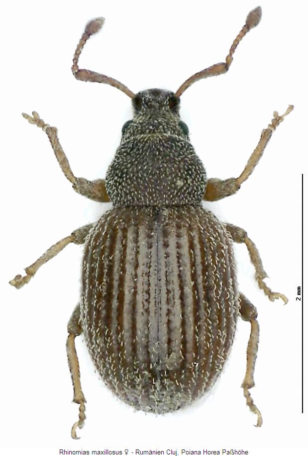 rhinomias_maxillosus_whab.jpg