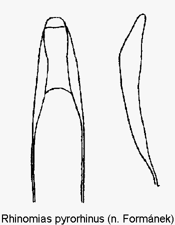 rhinomias_pyrorhinus.gif