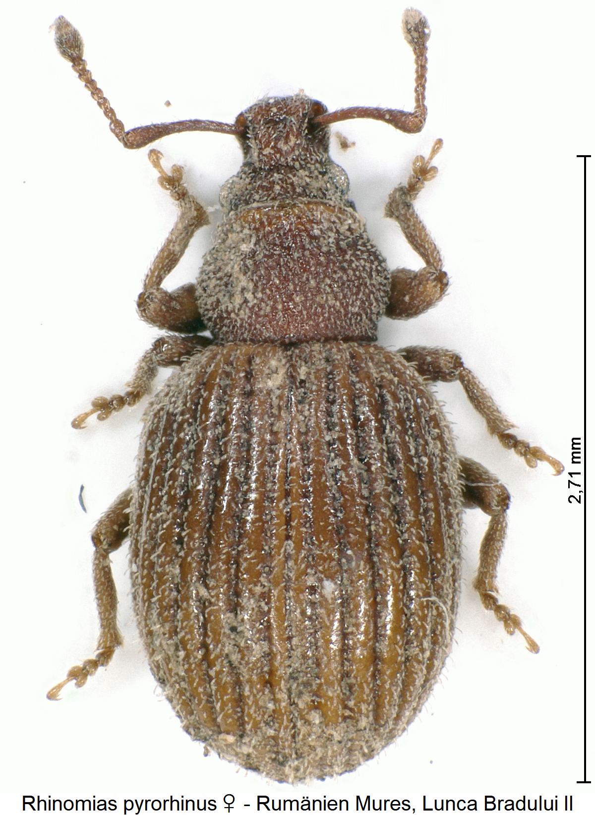 rhinomias_pyrorhinus_w_hab.jpg