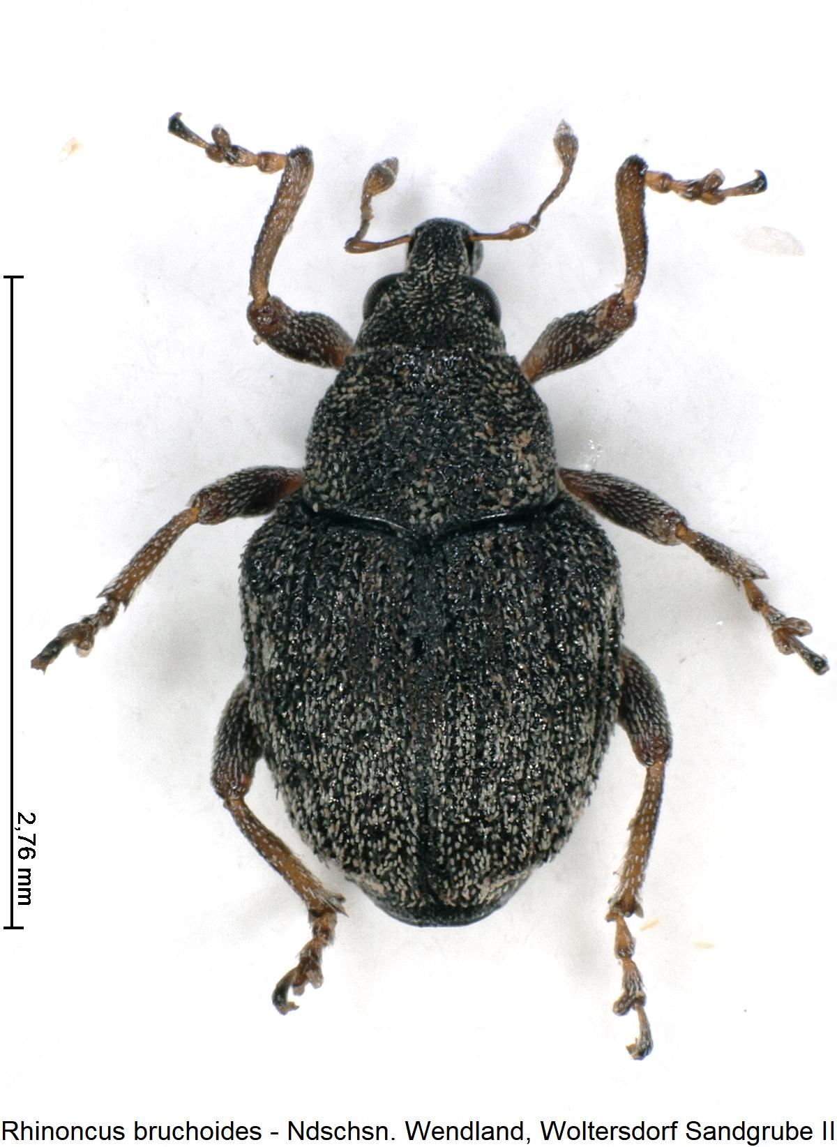 rhinoncus_bruchoides_hab1.jpg