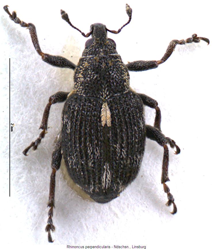 rhinoncus_perpendicularis_hab.jpg