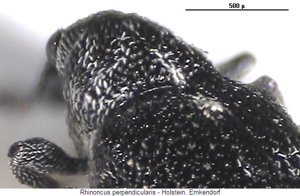 rhinoncus_perpendicularis_hsch.jpg