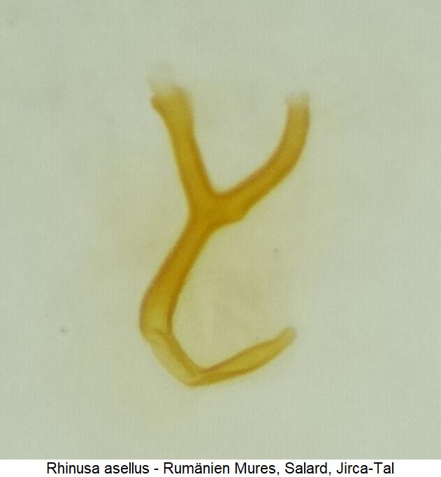 rhinusa_asellus_sperm1.jpg