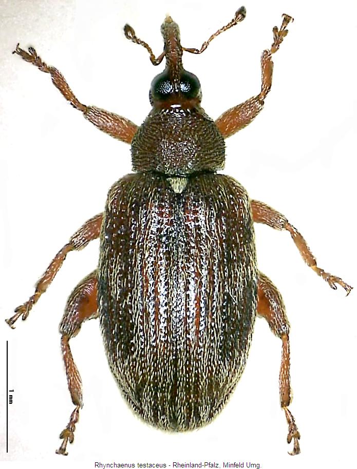 rhynchaenus_testaceus_hab.jpg
