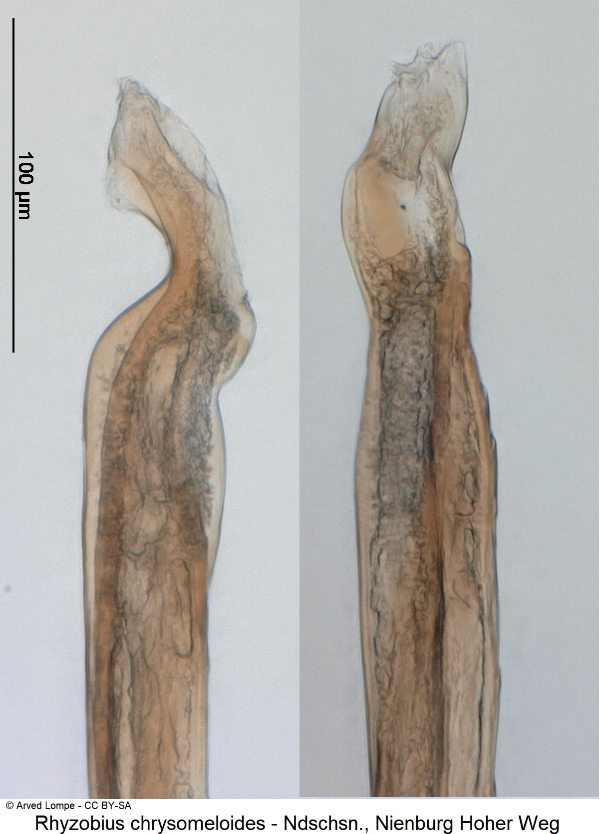 rhyzobius_chrysomeloides_ck8953_sipho.jpg