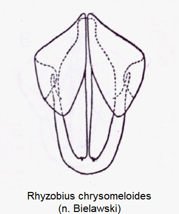 rhyzobius_chrysomeloides_ovi.gif