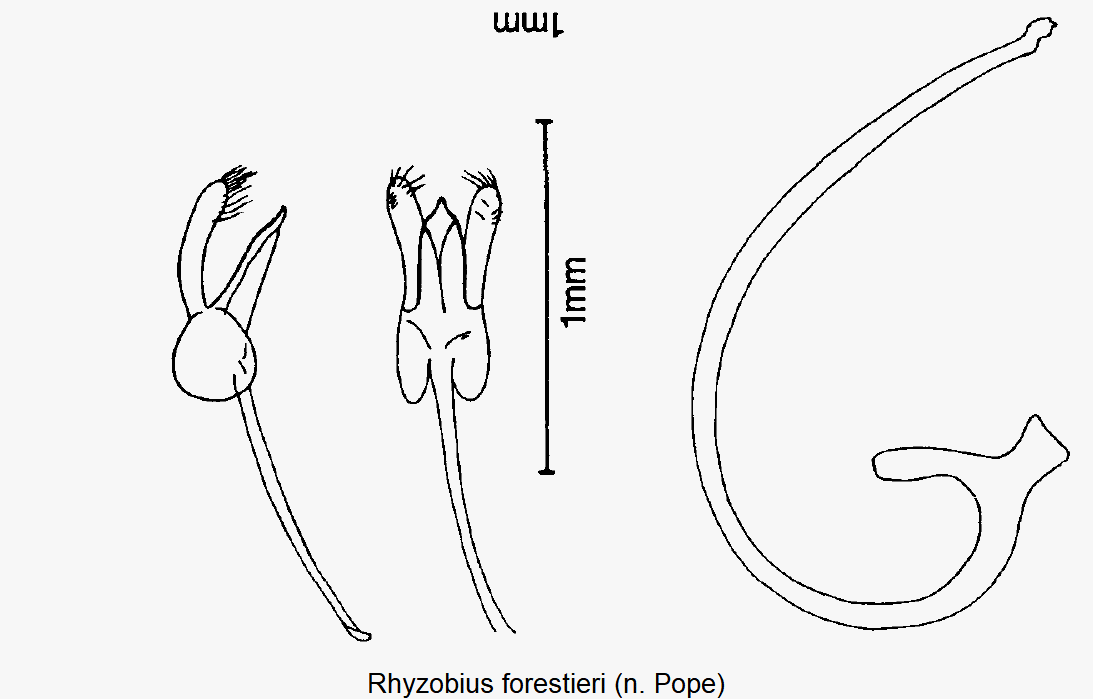 rhyzobius_forestieri.gif